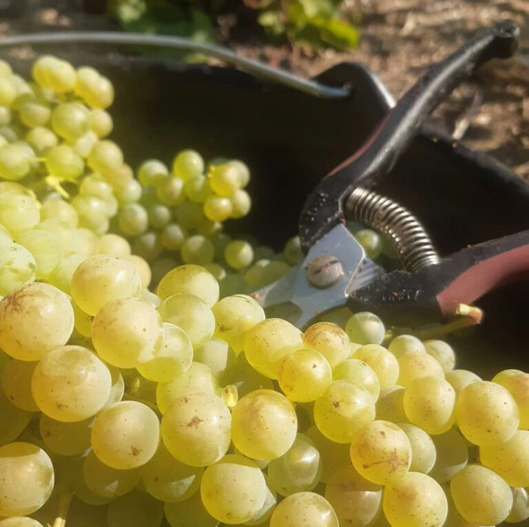 Lire la suite à propos de l’article Champagne, comment c’est fait ? – Découvrez les secrets de son élaboration