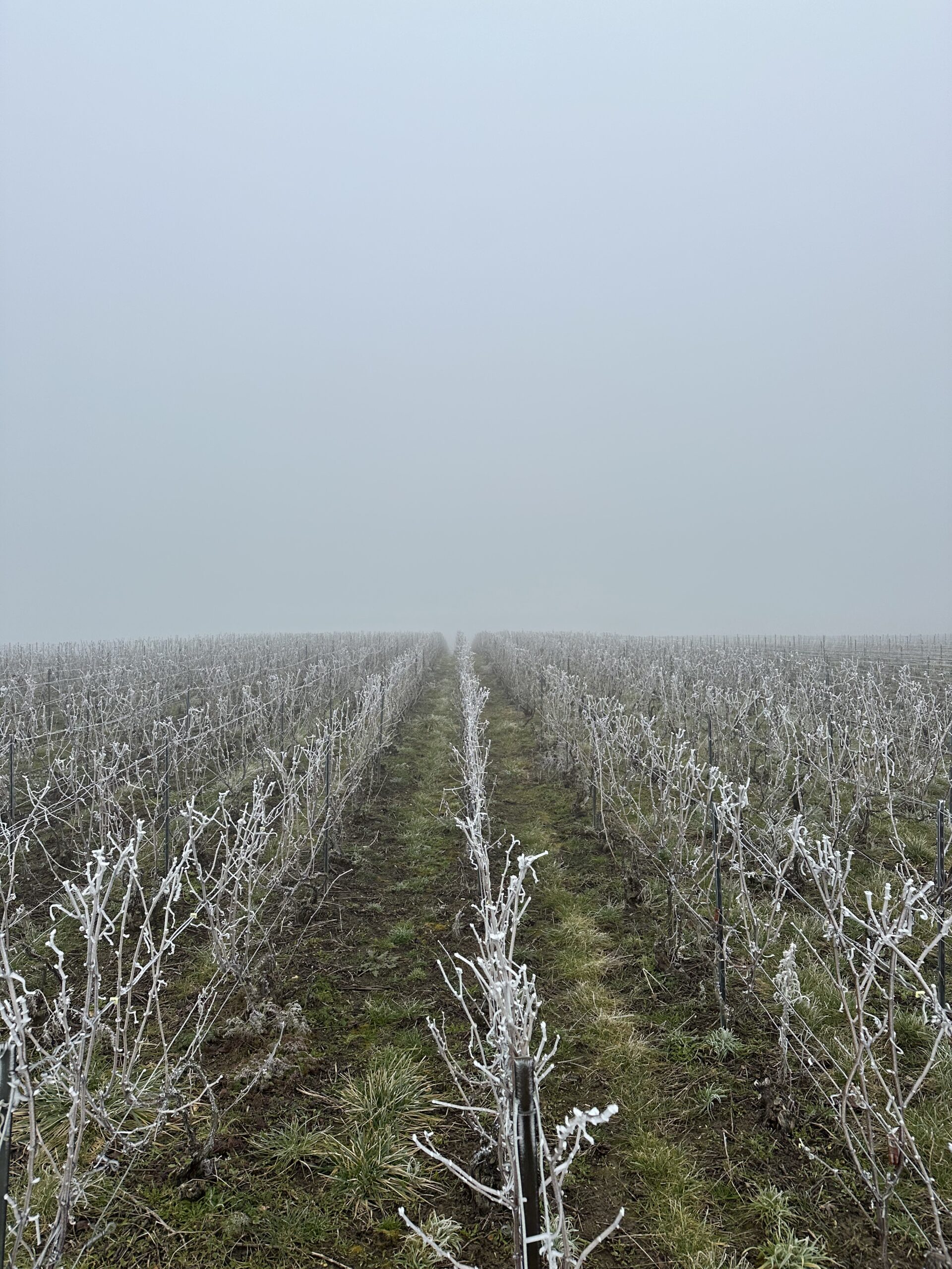 Lire la suite à propos de l’article Les vignes de Berru pendant l’hiver