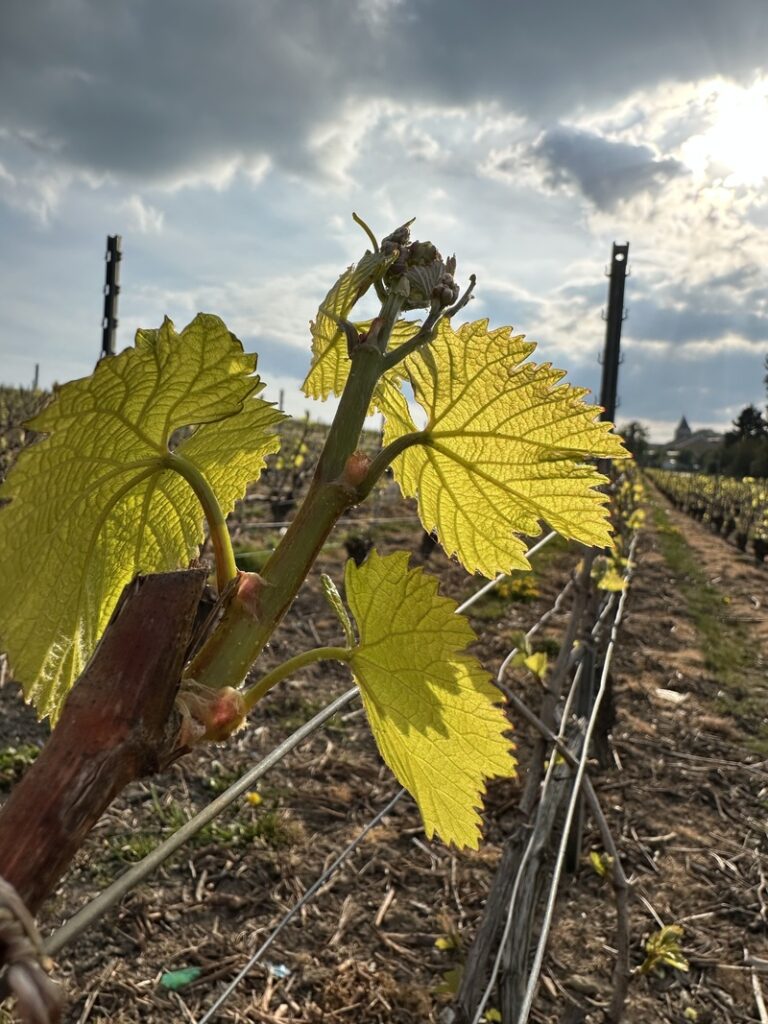 Lire la suite à propos de l’article L’ébourgeonnage en Champagne