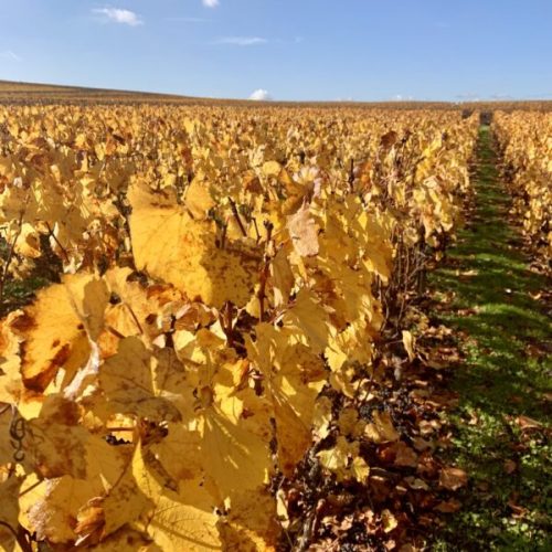 GODIN et filles - Vignoble en automne - Fontaine-Sur-Ay - Vallée de la Marne