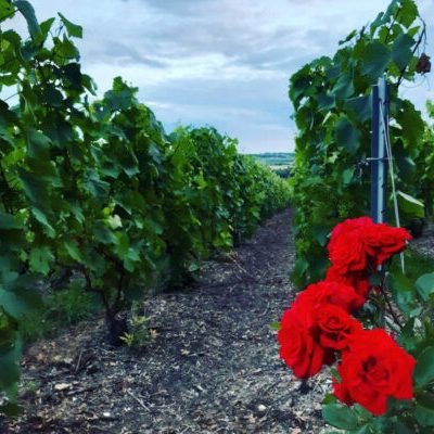 GODIN et filles - Rose dans les vignes - Vallée de la Marne - Travail de la vigne