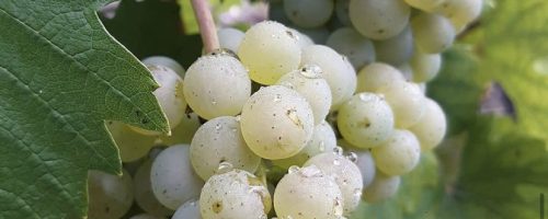 Champagne GODIN et filles - l'élaboration Chardonnay - Fontaine-Sur-Ay - Vallée de la Marne